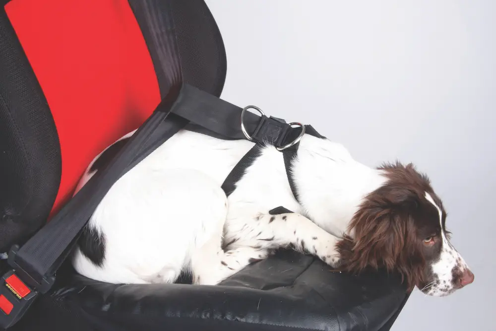 Dog seat cheap for motorhome